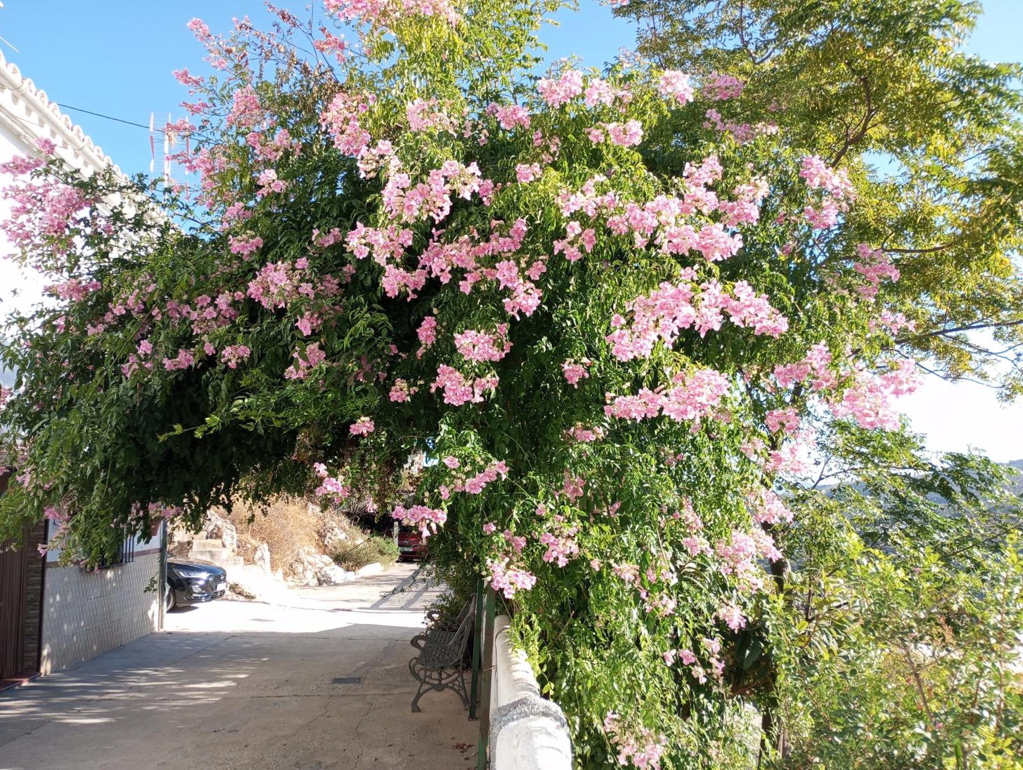 Sweet Water Caminito Del Rey Bed & Breakfast Carratraca Екстериор снимка